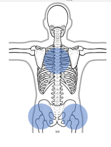 ゴルフ股関節と胸郭の回旋