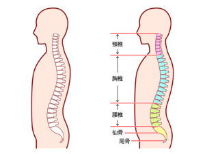脊髄の生理的湾曲