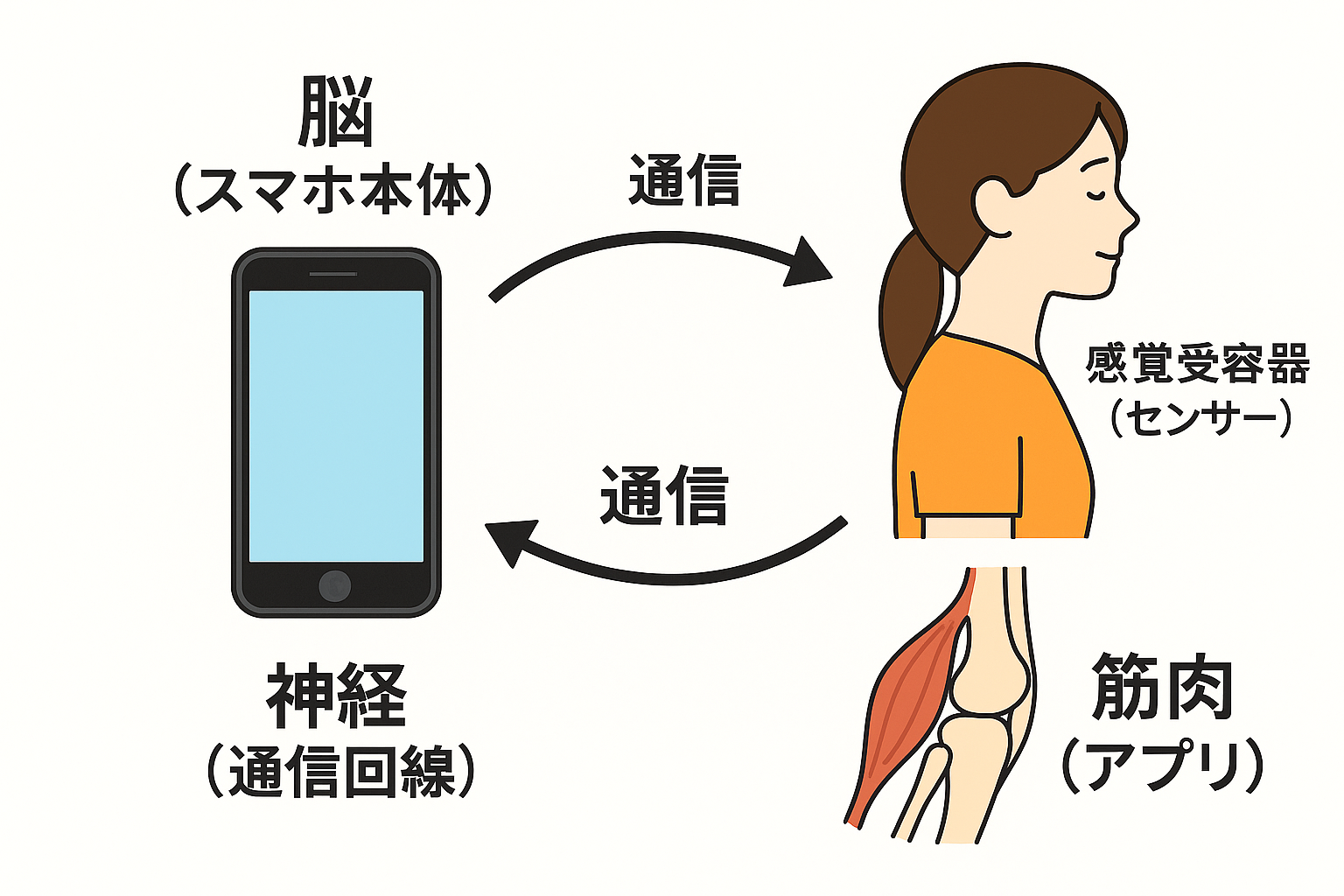 脳、神経、筋肉、関節の連携を高める