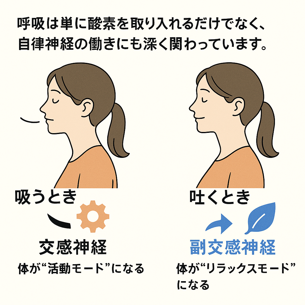 自律神経と呼吸の関係